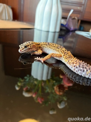 Leopardgecko Abgabe Tausch
