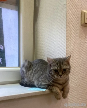 Bkh kater alte rasse