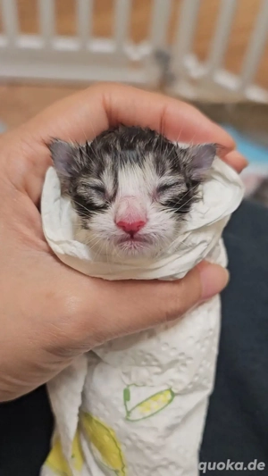 Kitten auf der Welt! Maine-Coon Kitten Kater Mädchen mit Stammbaum