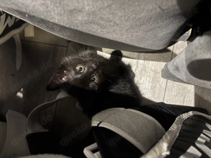 3 zuckersüße Katzenbabys suchen ein zuhause