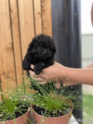 wunderschöner Toy Pudel Junge 