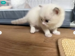 Wundervolle Ragdoll-Kitten ?
