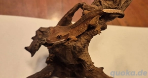 0.0.1 Kronengecko Red Pinstripe