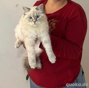 Persermix  Never Mascarade