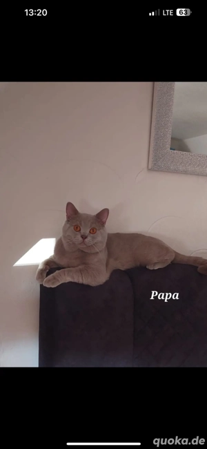 Britisch kurzhaar katzen 