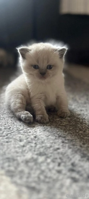 Wunderschöne British-Kurzhaar-Baby kätzchen suchen liebevolles Zuhause    Bild 2