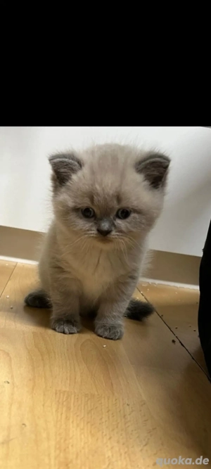 Wunderschöne British-Kurzhaar-Baby kätzchen suchen liebevolles Zuhause   
