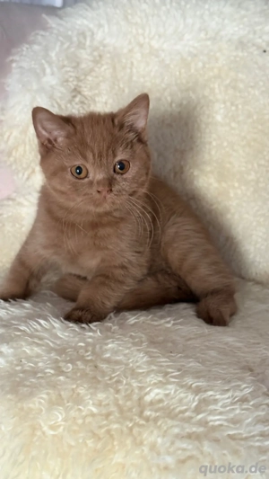 BKH Kitten mit Stammbaum