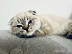 ...BKH Baby Kater...