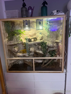 OSB Terrarium inkl. Kornnatter Felslandschaft Beleuchtung Deko