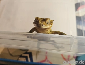 Kronengecko - Brindle Tiger subadult 0.1 (weiblich)