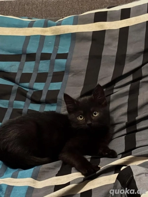 WildmixKitten -- Kater