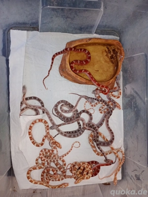 Kornnattern Pewter und Butter ENZ 2025