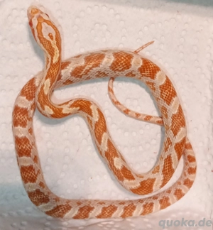 Kornnattern NZ 8.25  Farbform Butter