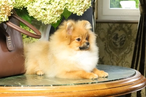 Deutscher Zwergspitz Pomeranian Welpe (Rüde) zu verkaufen