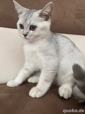 Reinrassige BKH Kitten( Nur noch ein Junge) Abholbereit.