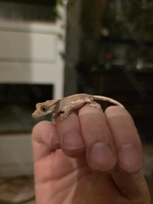 Kronengecko Babys Mutter Lilly white 