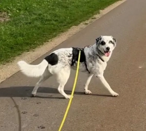 Snow, geb. ca. 06 2023, lebt auf einer Pflegestelle in 47652 Weeze