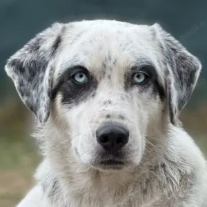 Snow, geb. ca. 06 2023, lebt auf einer Pflegestelle in 47652 Weeze