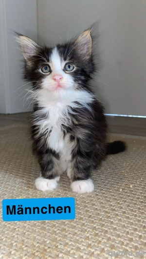 Maine Coon Kitten