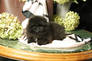 Kleine, freche Zwergspitze (Pomeranian) Welpen, Rüde Willy und Hündin Winnie zu verkaufen
