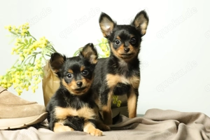 Russkiy Toy Welpe (Rüde, Edward) zum Verkauf