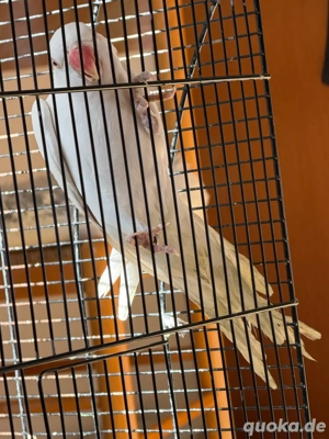 papagei halsbansitich