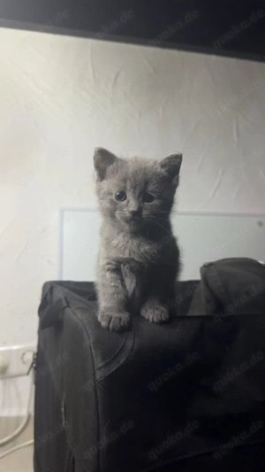 Zauberhafte BKH-Babykatzen in Grau   abzugeben kurz vor Weihnachten 