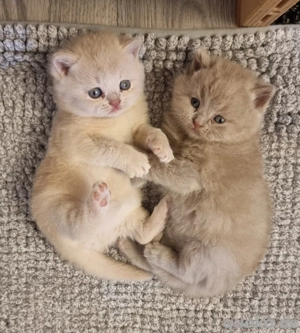 Britisch Kurzhaar Zucht of Triple Chocolate 