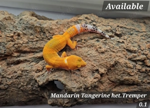 Leopardgecko Nachzuchten 