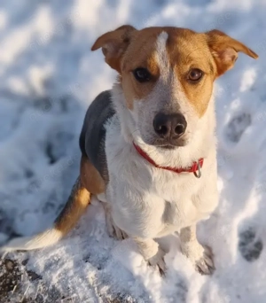 Hündin sucht ein liebevolles dauerhaftes Zuhause 