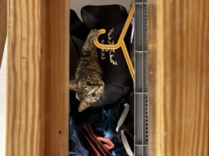 Bengal x maine coon mix 