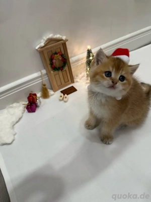 Britisch Kurzhaar Kitten   ein besonderes Geschenk zu Weihnachten