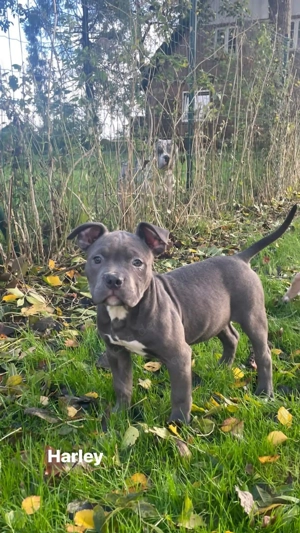 Bezaubernde American Bully Welpen