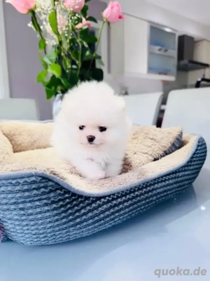 Bezaubernde Zwergspitz-Pomeranians welpen