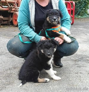 Border Collie Tricolor Welpen 2 Rüden 