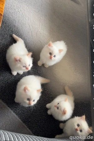 Ragdoll&Birman kitten