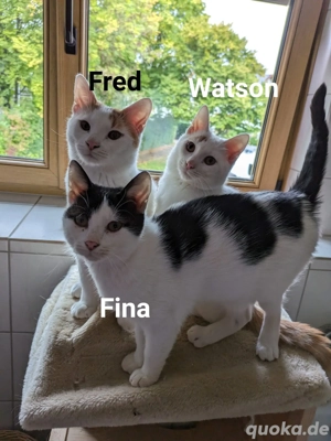 Kitten Fred Watson und Fina 
