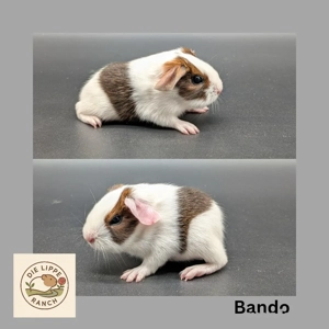 Meerschweinchen sichen neuen Möhrenspender 