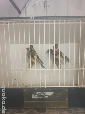 Europäische Stieglitz 