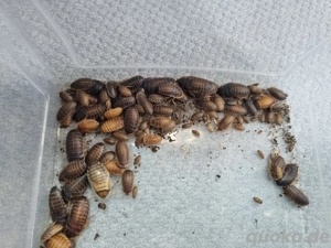 150 Argentinische Waldschaben Blaptica Dubia