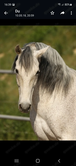 Reitbeteiligung gesucht