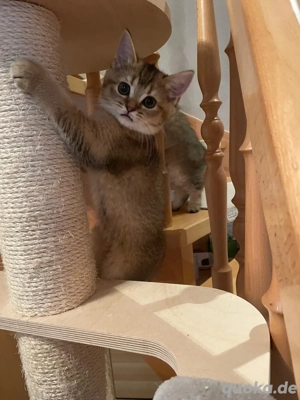  BKH u. BLH Kitten mit Stammbaum!