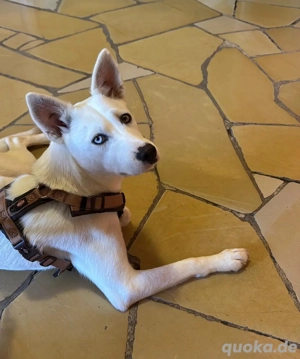 Fröhliche Hündin auf der Suche nach Liebe und Auslastung