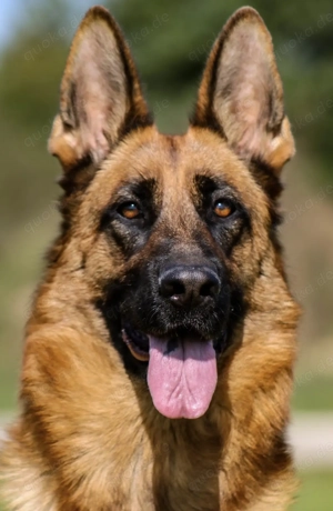 Deutscher Schäferhund