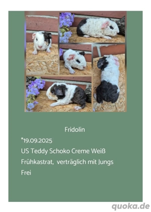 Frühkastrat US Teddy Meerschweinchen Jungtiere 