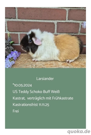 Kastrat Meerschweinchen US Teddy Rosetten  Bild 3