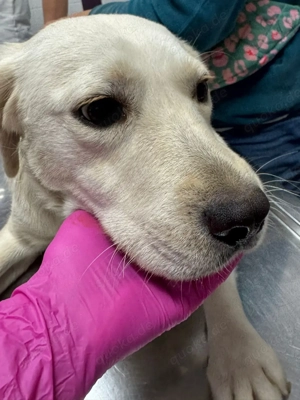 Milly - schenkst du ihr ein Zuhause für immer? Bild 2