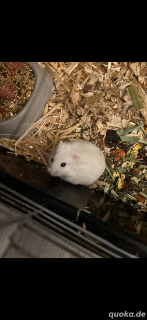 hamster mit käfig 