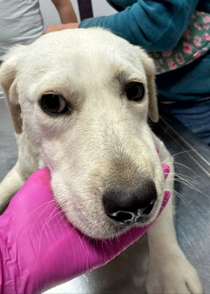 Milly - schenkst du ihr ein Zuhause für immer? Bild 3